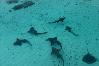 Roatan Nurse Shark Snorkeling Tour with Lunch